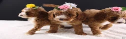 Mini Goldendoodle dogs for sale: Paislee - Ad 11