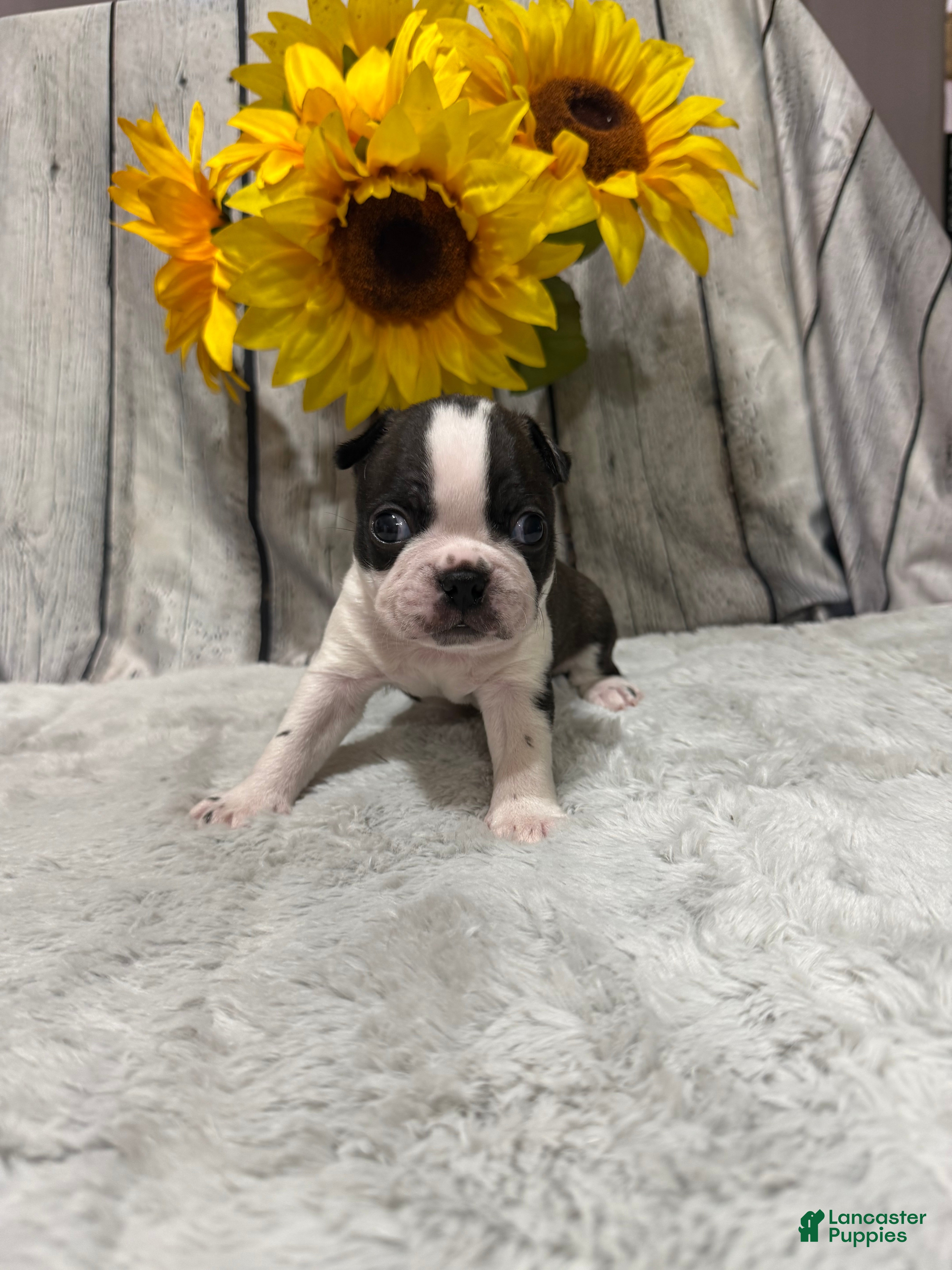Boston Terrier dogs Boston Terrier 1 - Ad 31