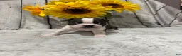Boston Terrier dogs for sale: Boston Terrier 1 - Ad 1