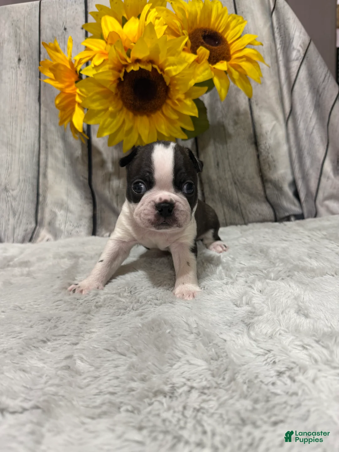 Boston Terrier dogs for sale: Boston Terrier 1 - Ad 1