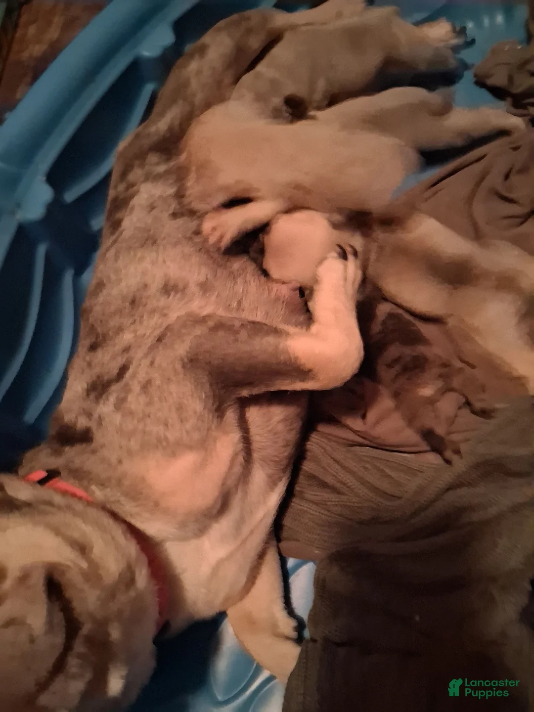 French Bulldog dogs for sale: Cash doll - Ad 2