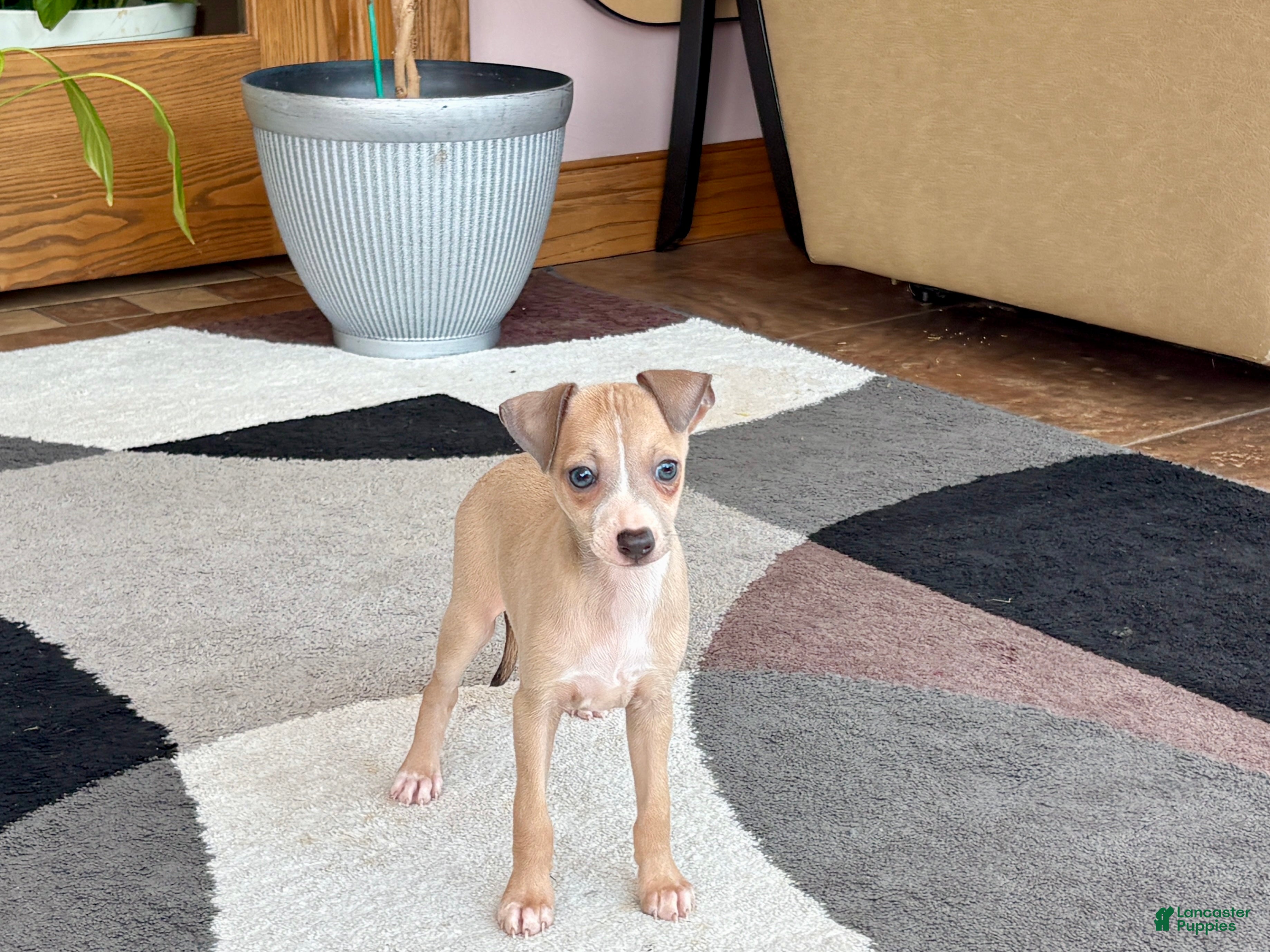 Italian Greyhound dogs Italian Greyhound female 1 fawn and white  - Ad 1