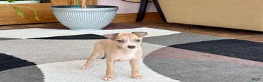 Italian Greyhound female 1 fawn and white 