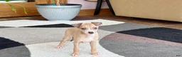 Italian Greyhound dogs for sale: Italian Greyhound female 1 fawn and white  - Ad 1