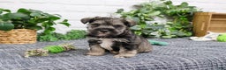 Miniature Schnauzer dogs for sale: Gary - Ad 3