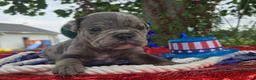 Olde English Bulldogge dogs for sale: Zuma - Ad 11