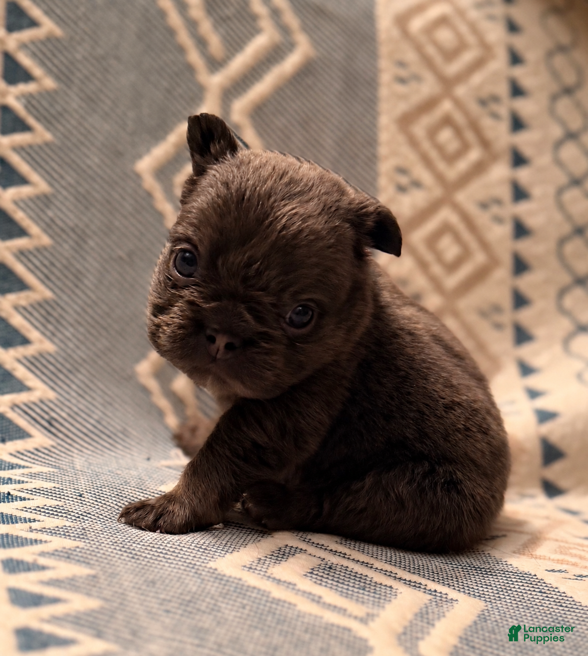 French Bulldog dogs Stella - Ad 2