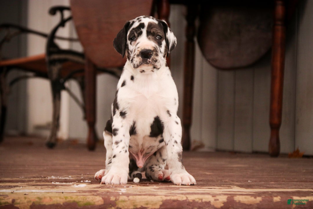 Great Dane dogs for sale: Gordon - Ad 8