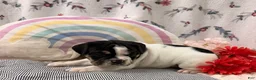 English Bulldog dogs for sale: Loren - Ad 3