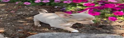 Chihuahua dogs for sale: Lacy - Ad 5