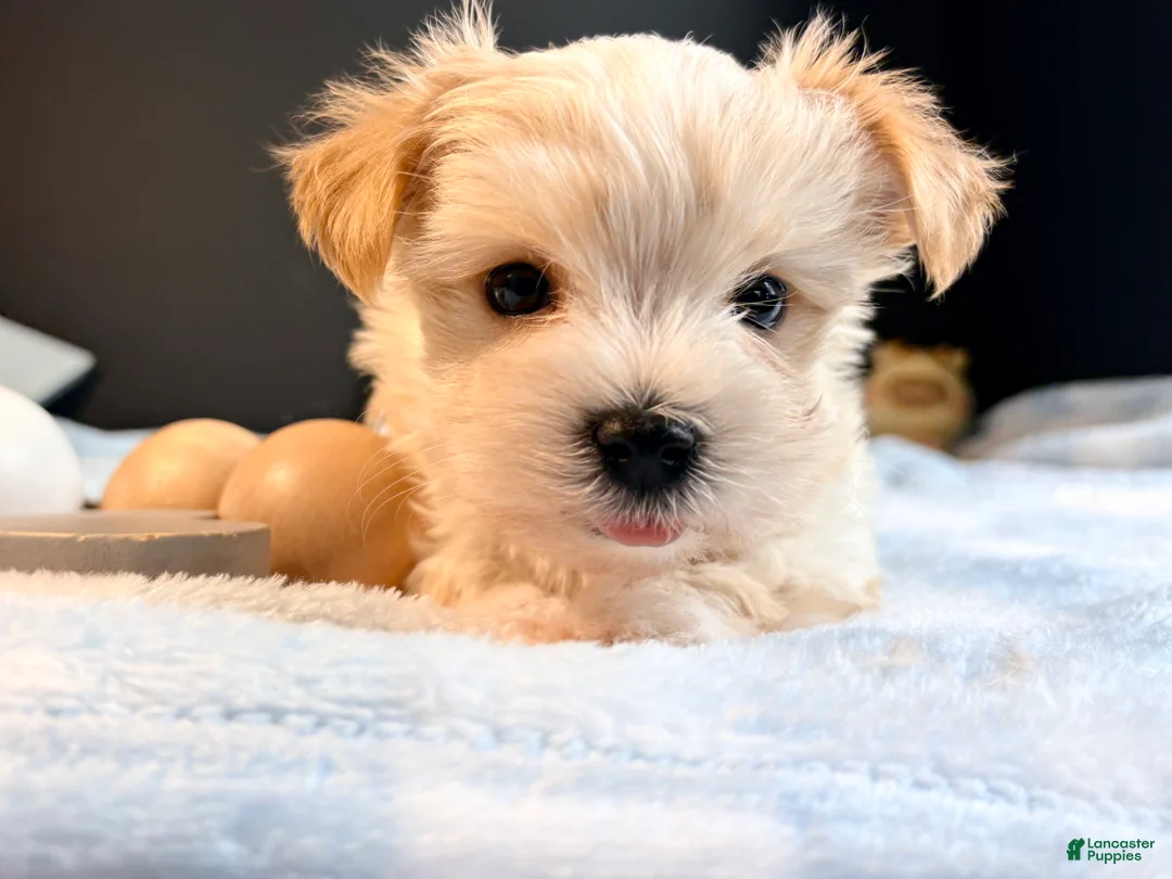Morkie dogs for sale: Morkie 2 - Ad 1