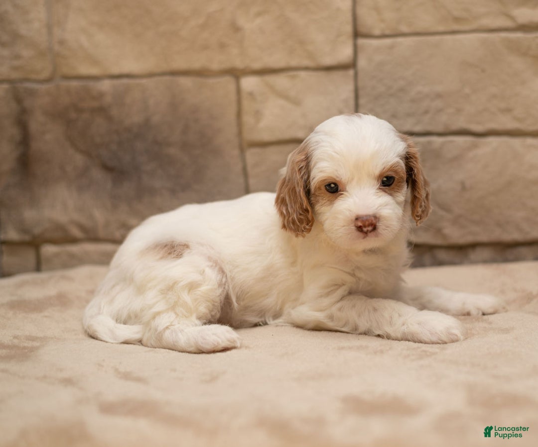 Cavapoo dogs for sale: Ginger  - Ad 1