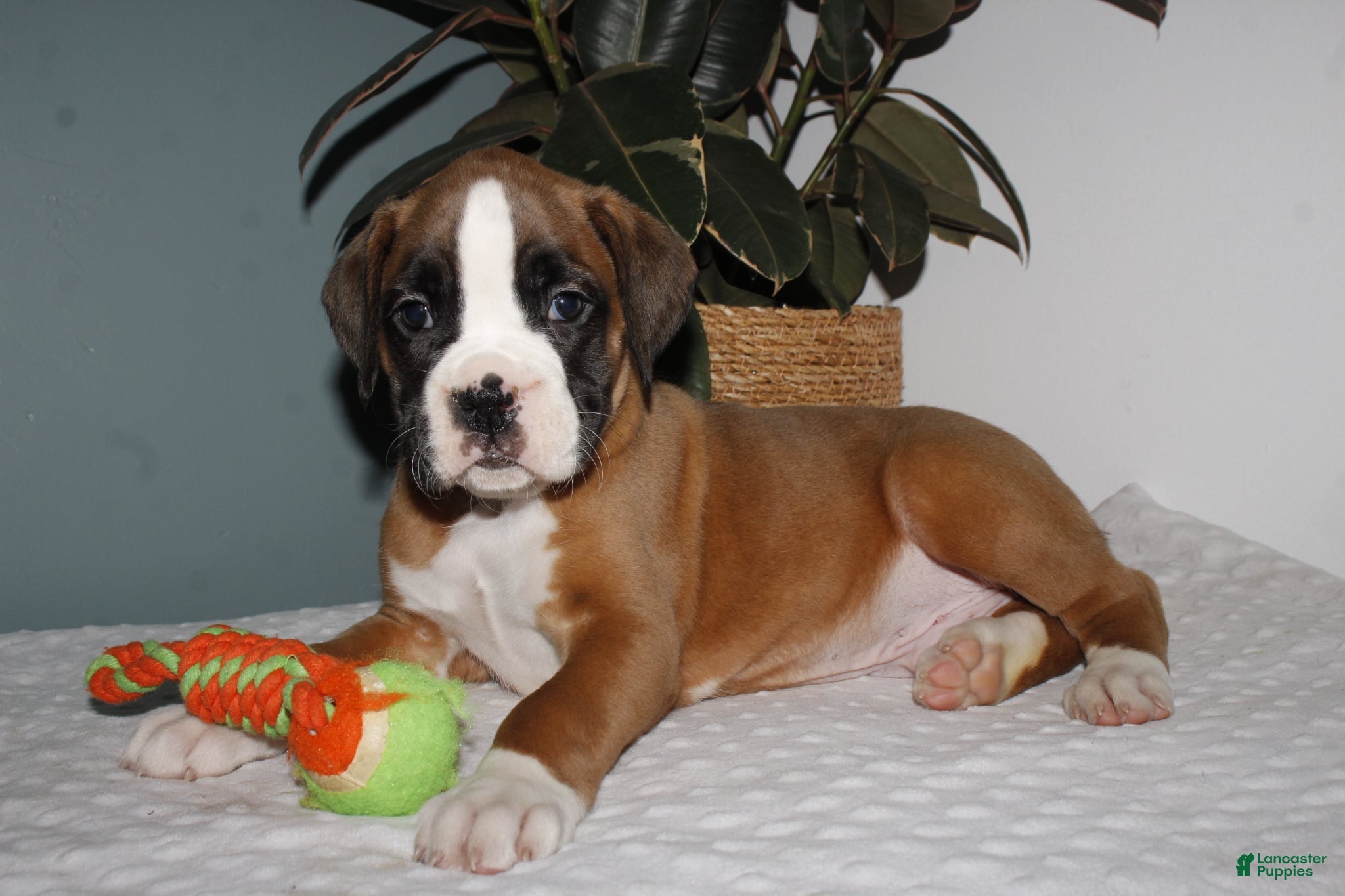 Boxer dogs Boxer Puppy 1 - Ad 39