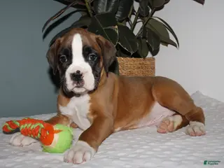 Boxer dogs Boxer Puppy 1 - Ad 36