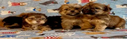 Shorkie dogs for sale: Shorkie 2 - Ad 16
