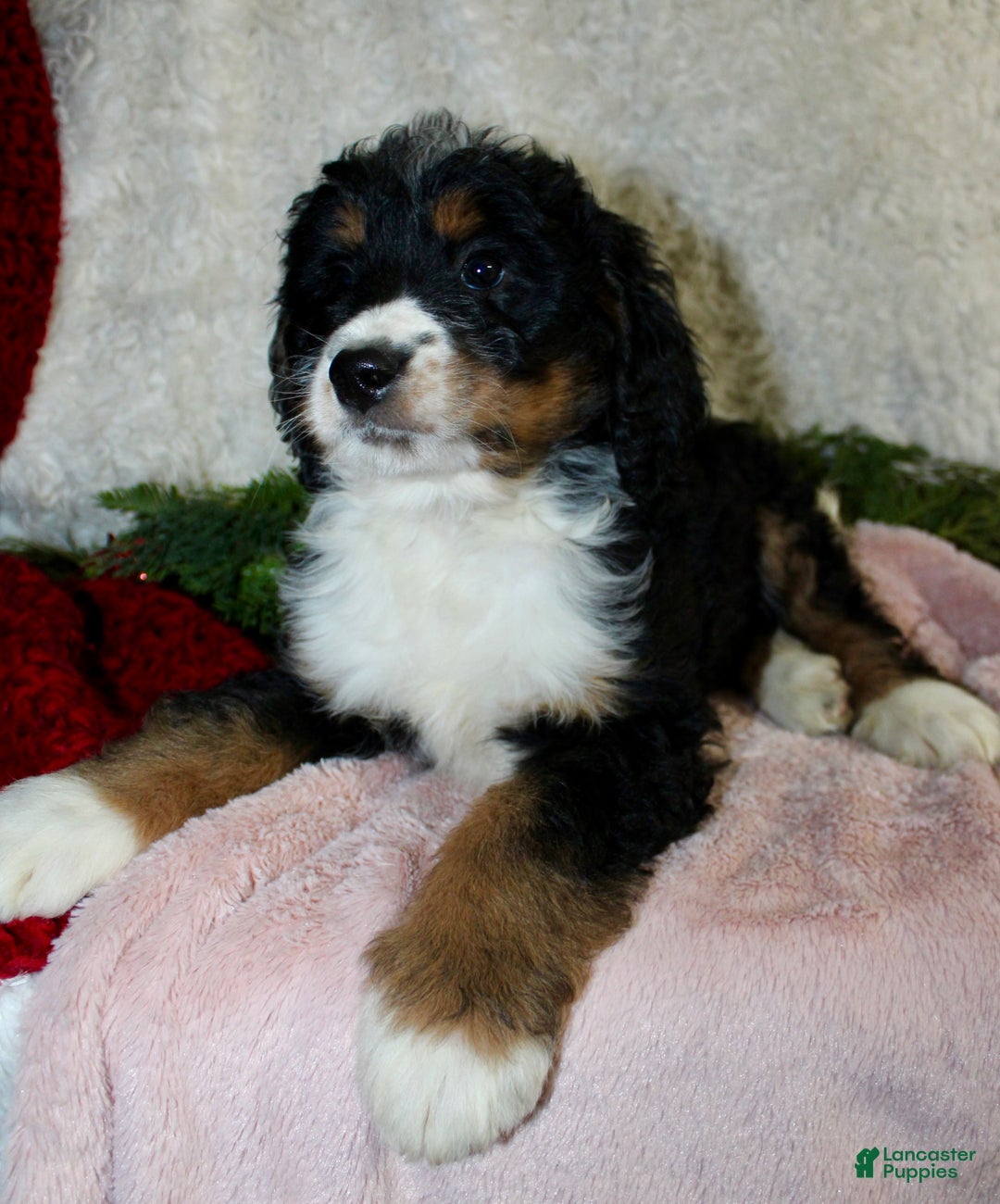 Bernedoodle dogs for sale: Rosie - Ad 8