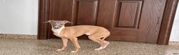 Italian Greyhound dogs for sale: Kenny - Ad 7