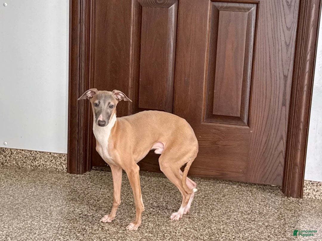 Italian Greyhound dogs for sale: Kenny - Ad 7