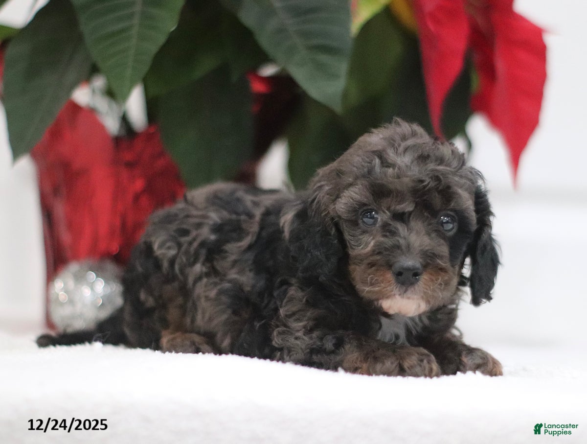 Cavapoo dogs Ajax - Ad 27