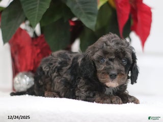 Cavapoo dogs Ajax - Ad 27