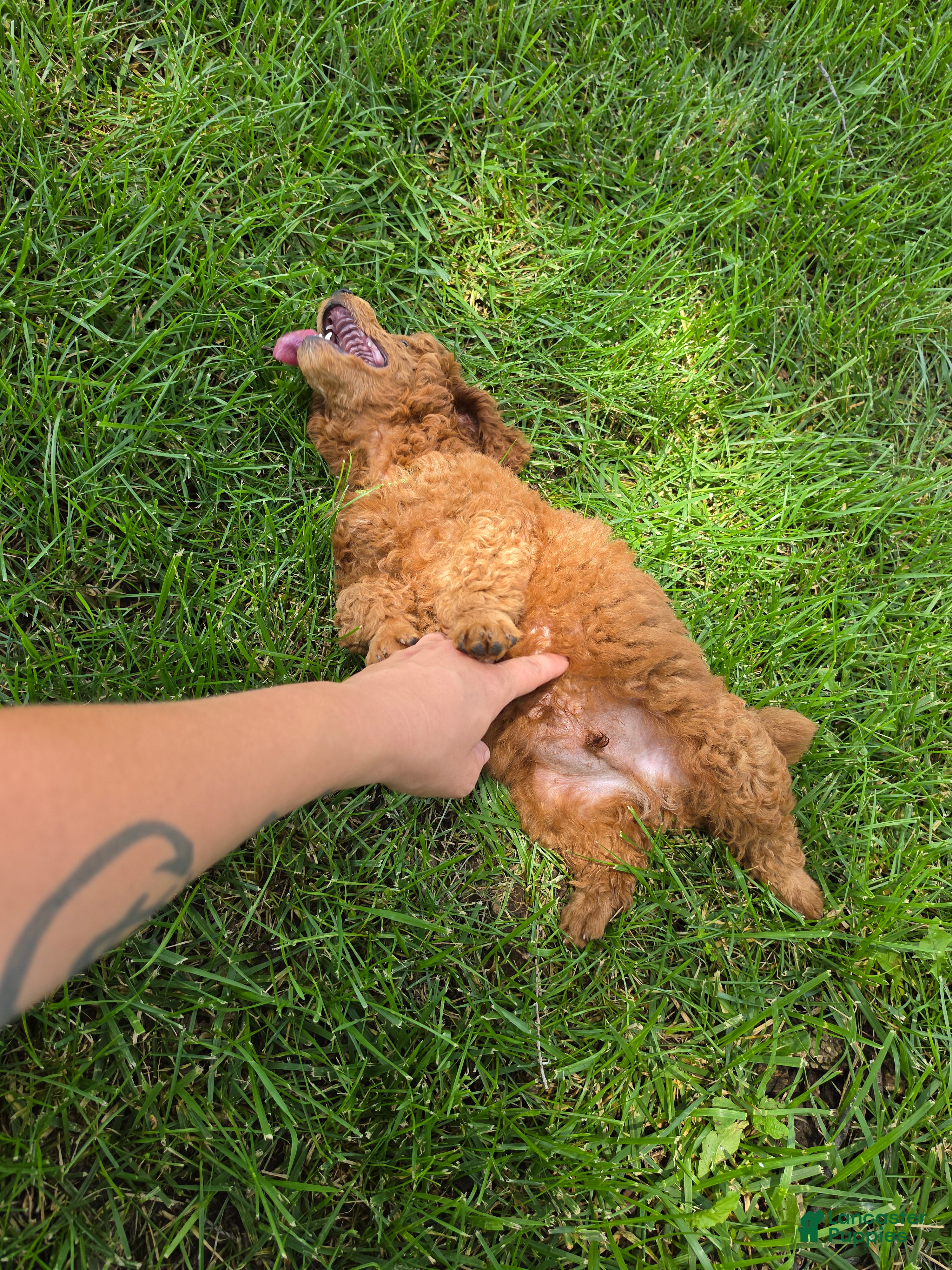 Mixed Breed dogs Nugget - Ad 2