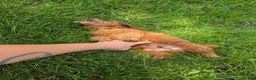 Mixed Breed dogs for sale: Nugget - Ad 2