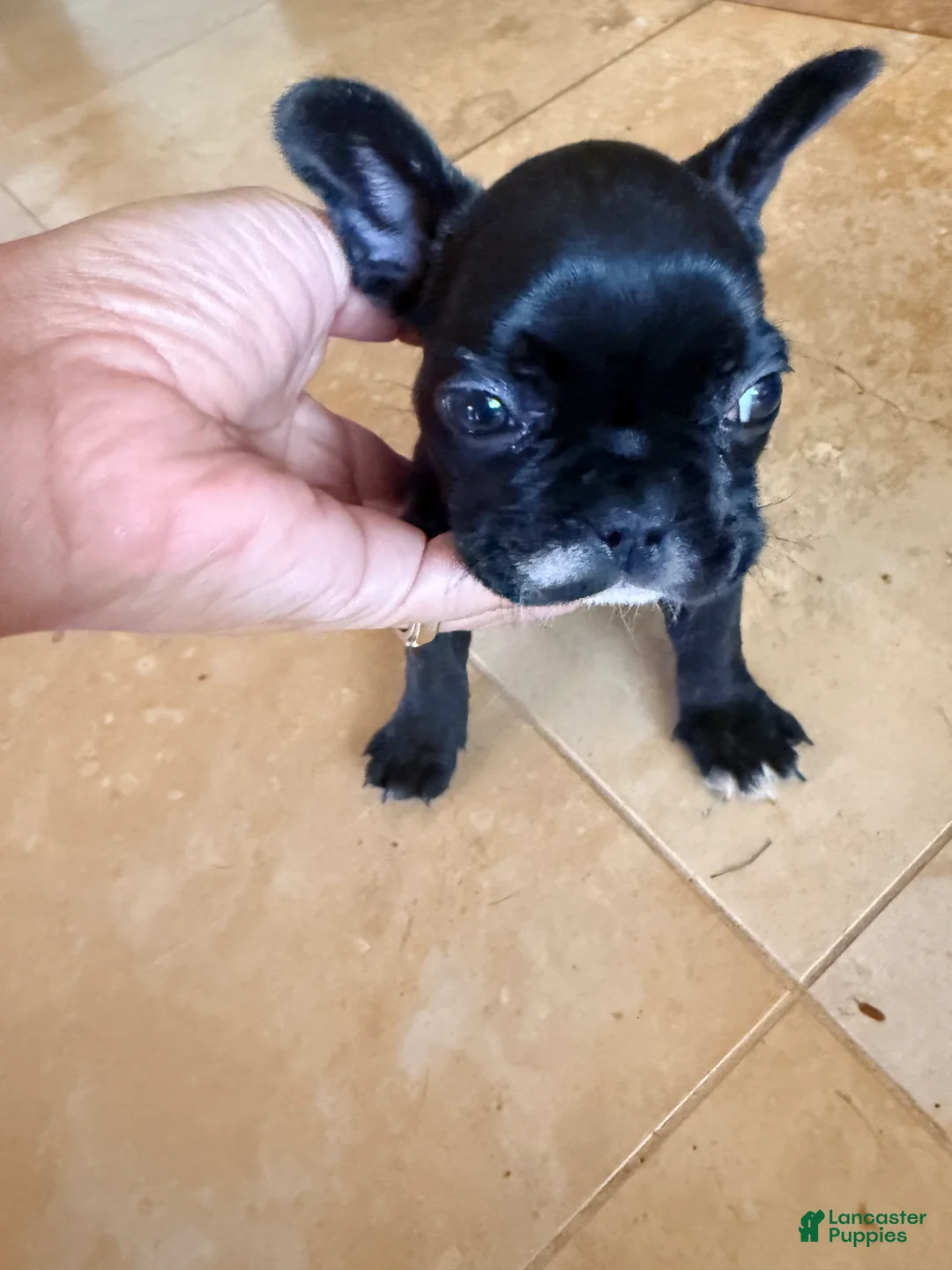 French Bulldog dogs for sale: French Bulldog 1 - Ad 2