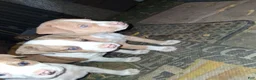 American Pit Bull Terrier dogs for sale: American Pit Bull Terrier 8 - Ad 6