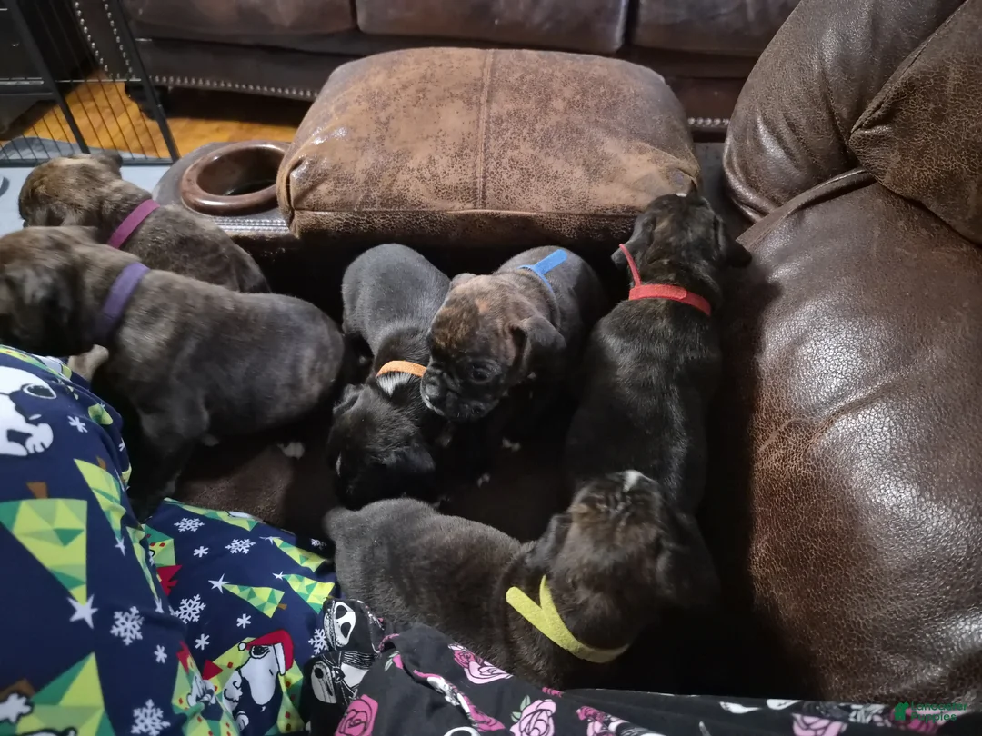 Boxer dogs for sale: Blue - Ad 3