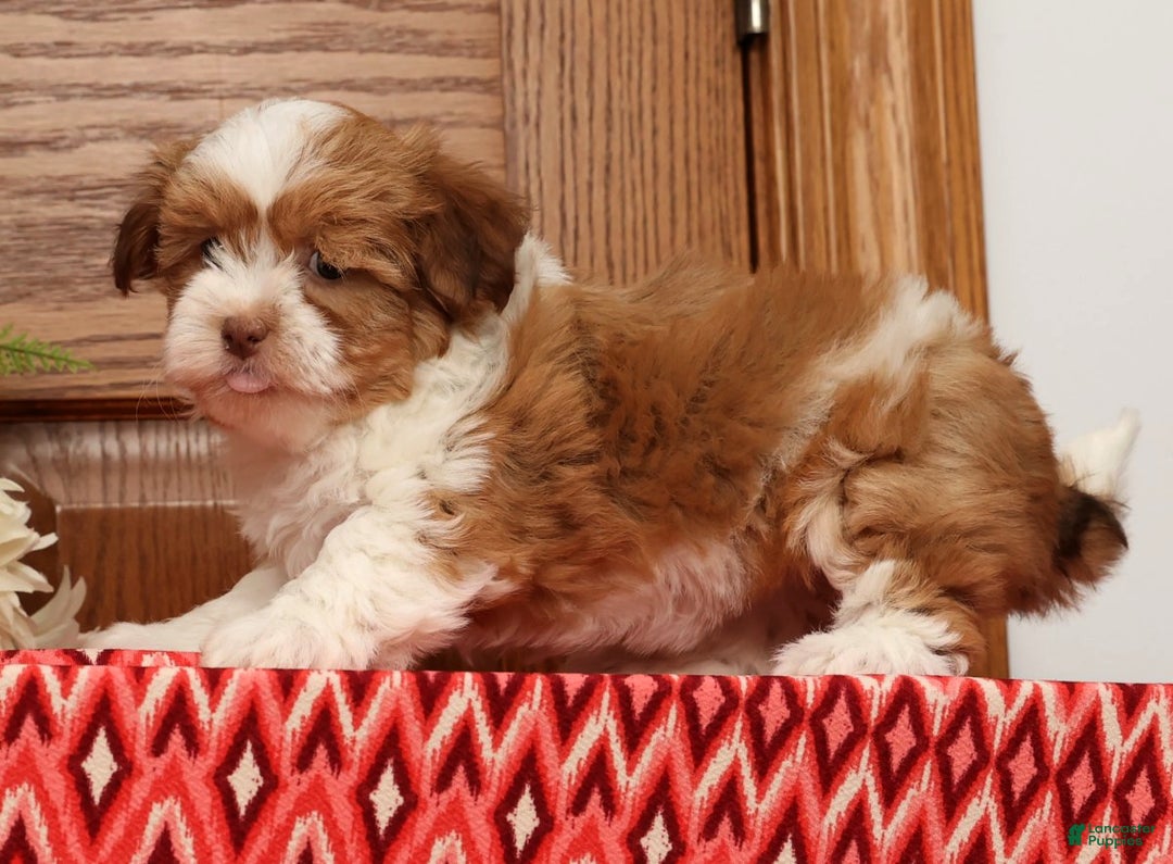 Havanese dogs for sale: Tonya - Ad 3