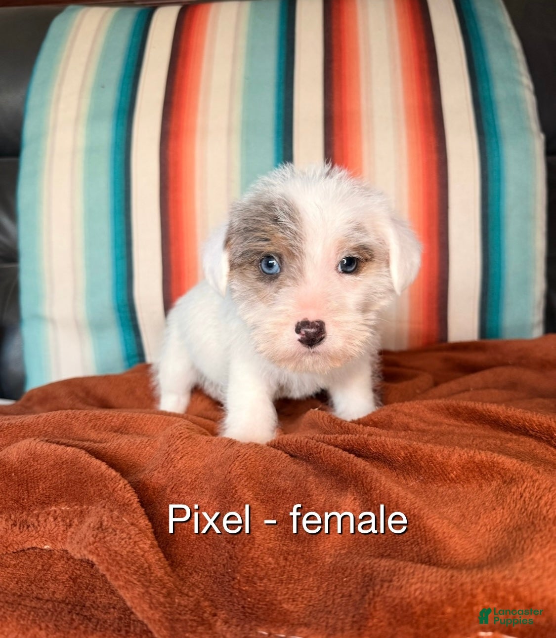 Mixed Breed dogs Mixed Breed Puppy 4 - Ad 29