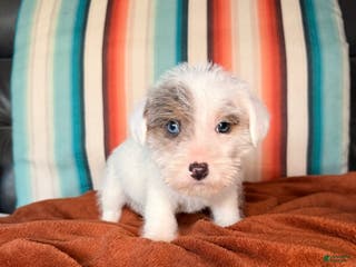 Mixed Breed dogs Mixed Breed Puppy 4 - Ad 12