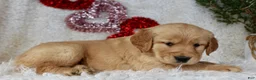 Golden Retriever dogs for sale: Golden Retriever Puppy Female 1 - Ad 4