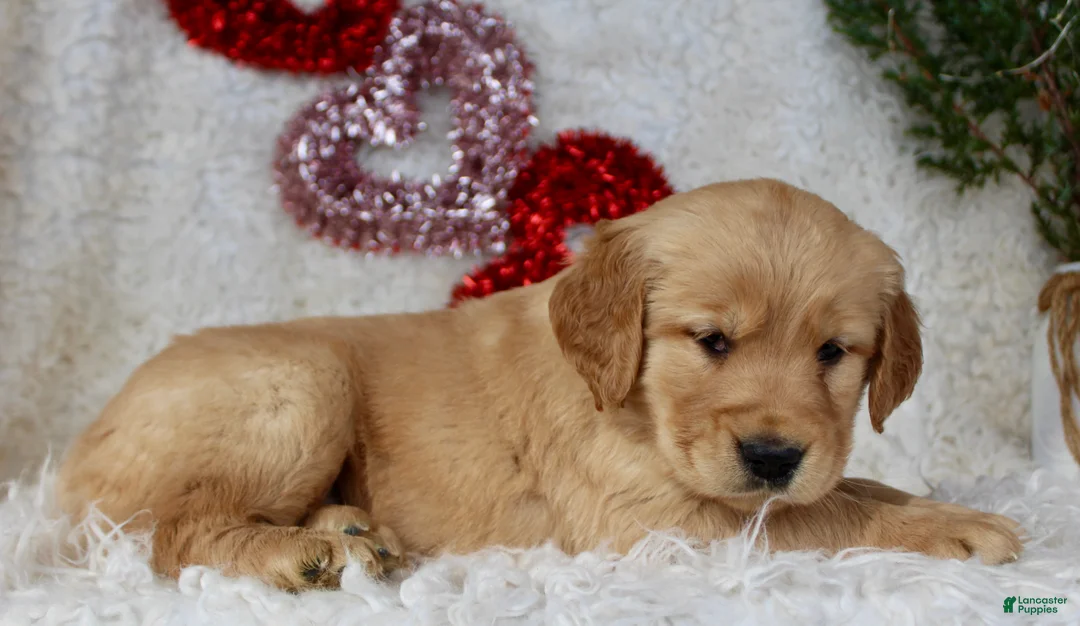 Golden Retriever dogs for sale: Golden Retriever Puppy Female 1 - Ad 4