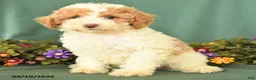Miniature Poodle dogs for sale: Martha - Ad 3