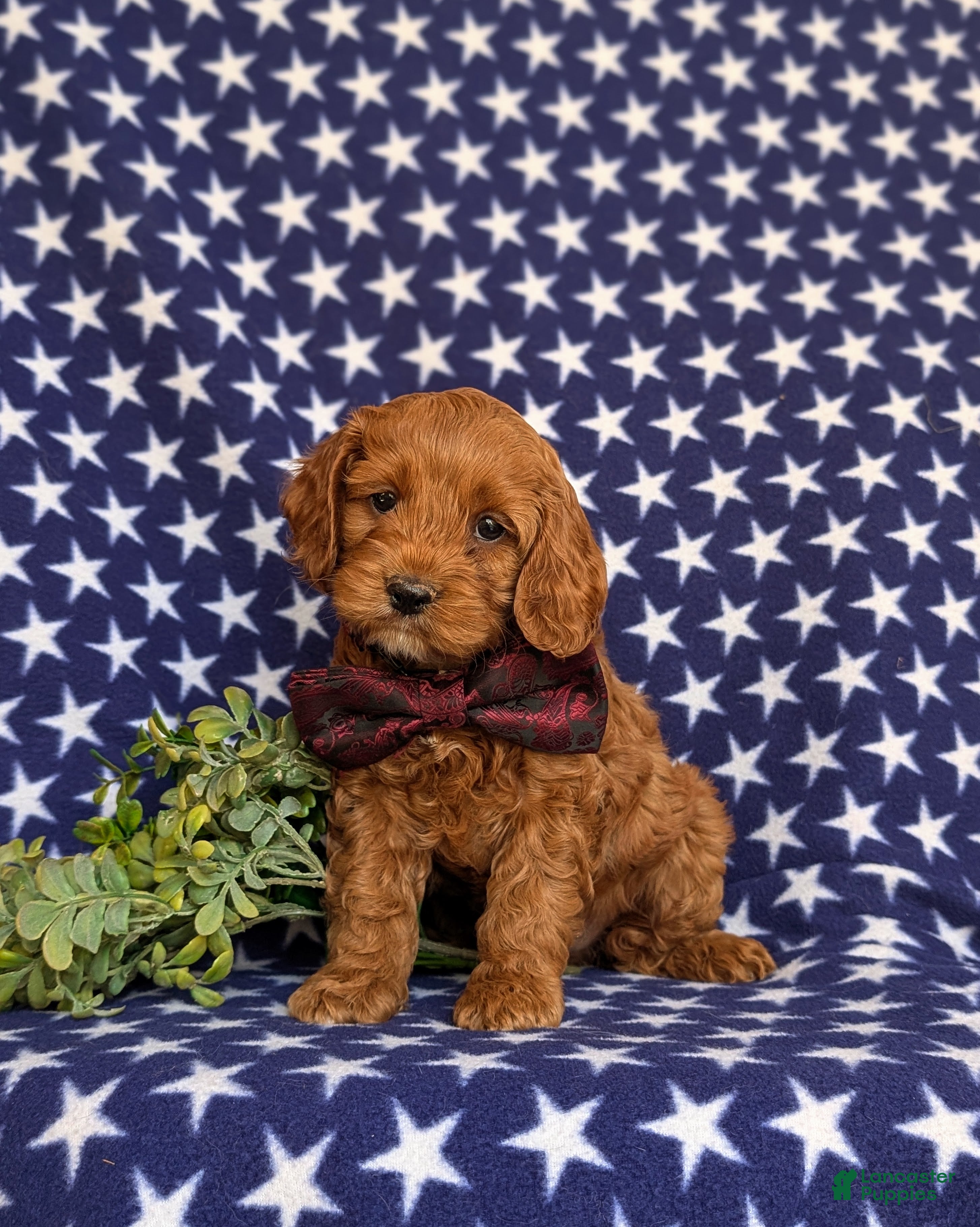 Cockapoo dogs for sale: Drew - Ad 1