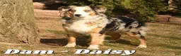 Australian Shepherd dogs for sale: Jasper - Ad 10