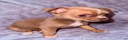 Chihuahua dogs for sale: Chihuahua Puppy 1 - Ad 5