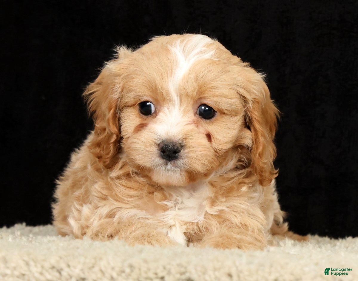 Cavapoo dogs Tonya - Ad 2