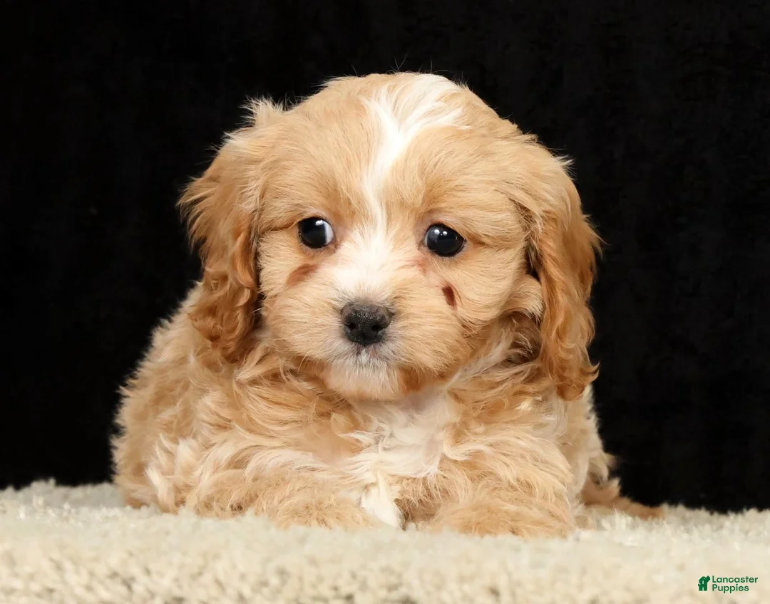 Cavapoo dogs for sale: Tonya - Ad 2
