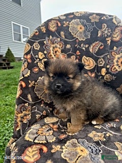 Pomeranian dogs Chase - Ad 1