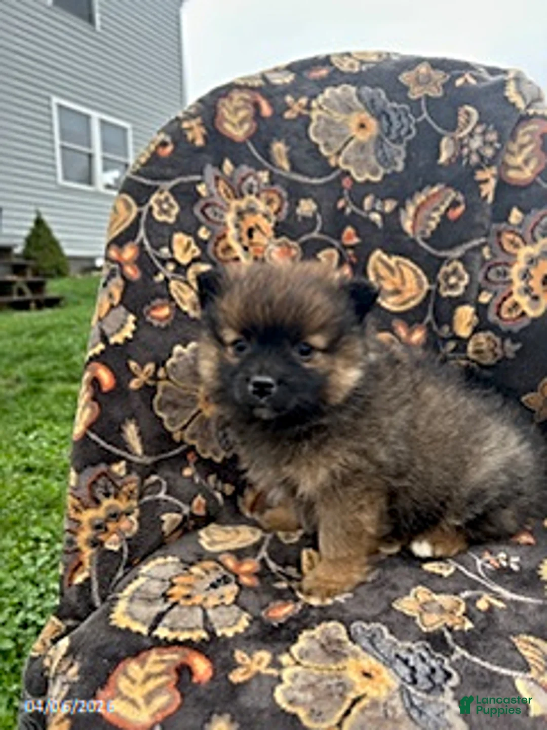 Pomeranian dogs for sale: Chase - Ad 1