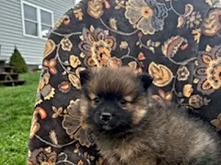 Pomeranian dogs for sale: Chase - Ad 1