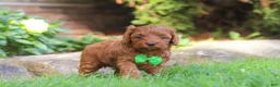 Cockapoo dogs for sale: Rusty - Ad 4