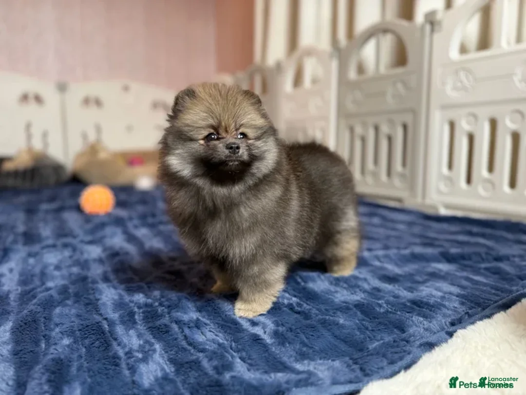 Pomeranian dogs for sale: Greg - Ad 13