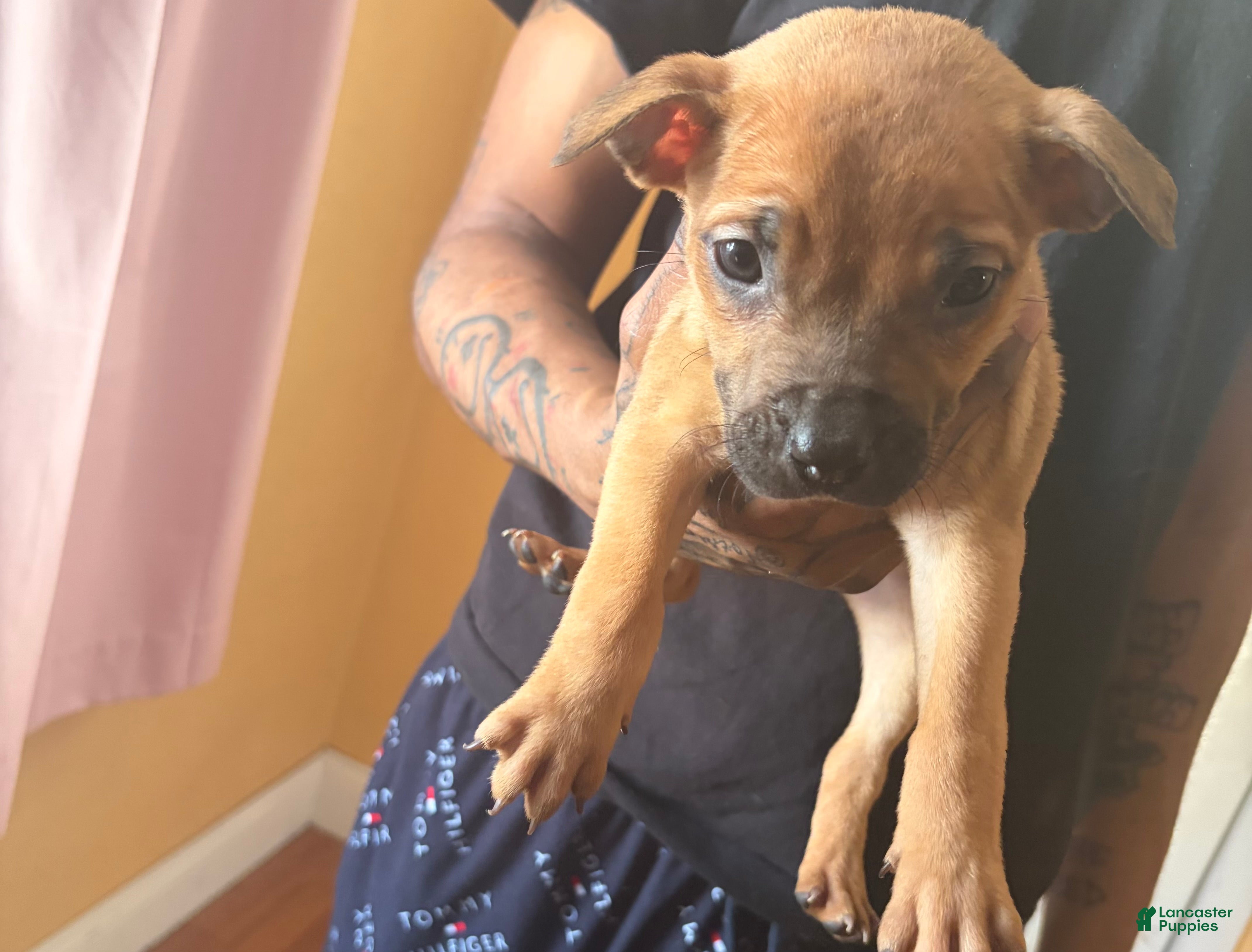 American Pit Bull Terrier dogs Hennessy  - Ad 32