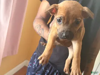 American Pit Bull Terrier dogs Hennessy - Ad 32