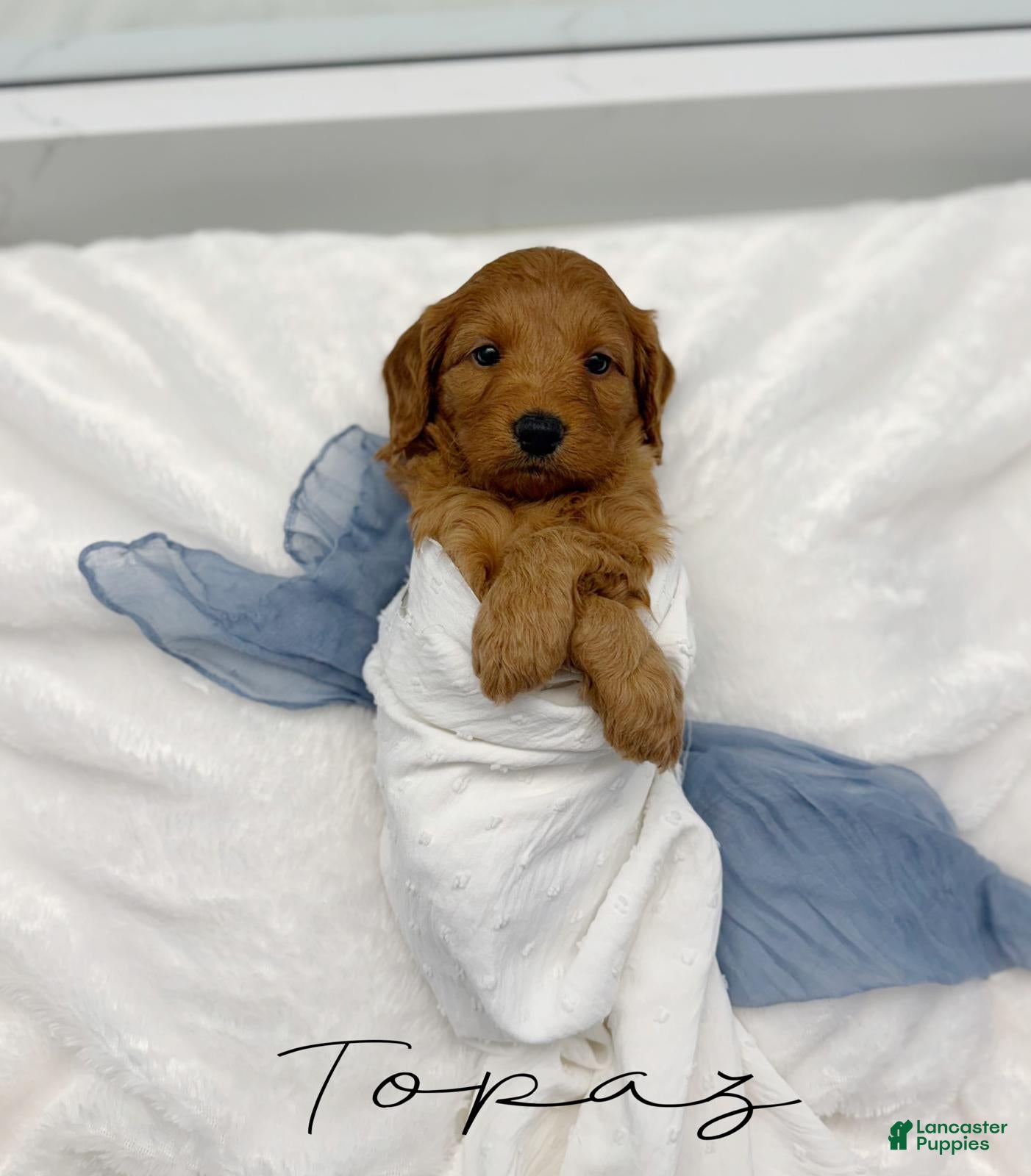 Mini Goldendoodle dogs Topaz - Ad 2