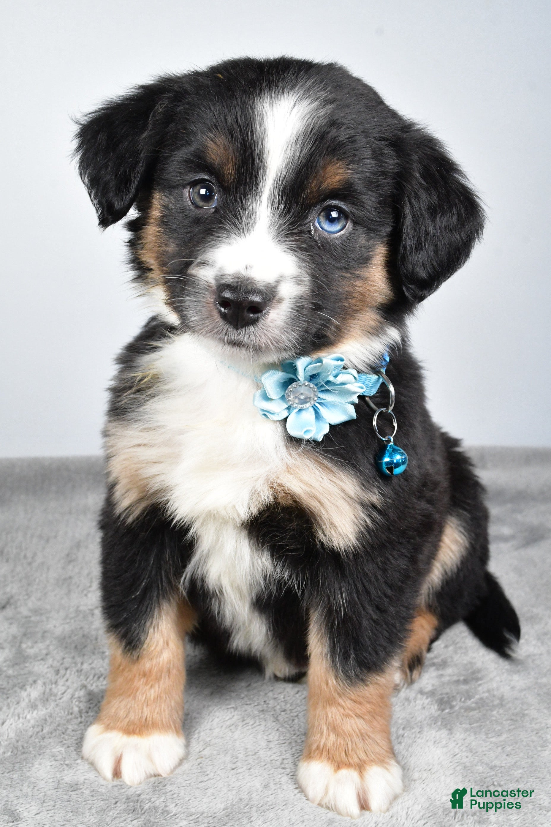 Miniature Australian Shepherd dogs Rhoda - Ad 21