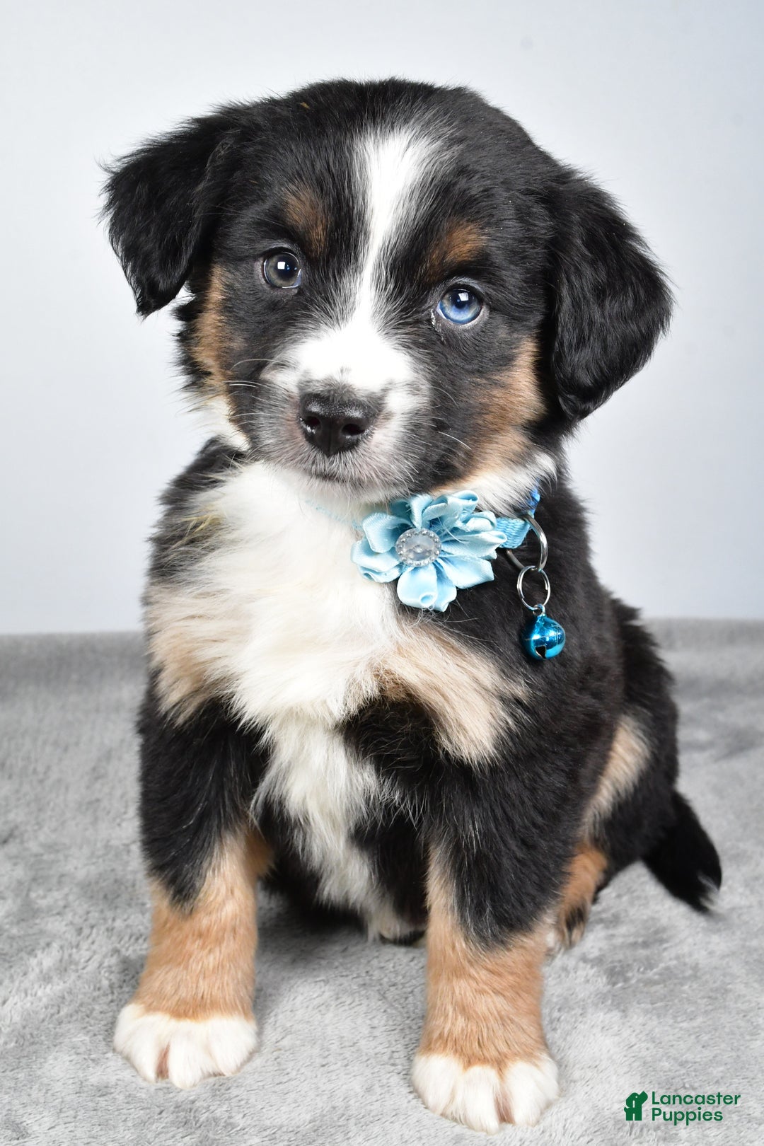 Miniature Australian Shepherd dogs for sale: Rhoda - Ad 1